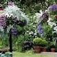 Hanging Baskets event image