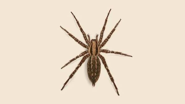 Get Rid of Funnel Web Spiders: Funnel Weaver Facts & Control | Orkin