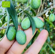 Olive verdi in salamoia ricetta siciliana. Olive Verdi Biologiche Da Fare In Salamoia Az Scollo