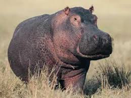 Gayla Peevey I Want A Hippopotamus For Christmas Youtube