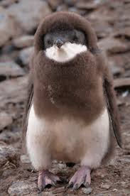 Birds That Look Like Penguins Cute Penguin Cute Animals Animals Baby Penguins