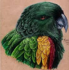 404 Not Found Bird Drawings Bird Art Color Pencil Art