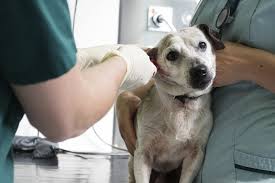 Aug 25, 2020 · pet wellness clinic has opened a new facility at 13080 grand blvd. Dog And Cat Allergy Treatments In Carmel In Yellow Dog Veterinary Clinic