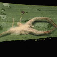 Image result for Sericorema remotiflora