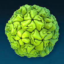 Rhinoviruses cause rhinovirus infection, popularly known as common cold. Rhinovirus