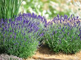 Wer lavendel im garten anpflanzen möchte, sollte damit bestenfalls nach dem mai starten, keinesfalls darf es frostig sein. Lavendel Das Sollten Sie Wissen Gartenflora