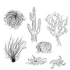 Vector Set Of Sketch Cactuses And Desert Plants Vector Art Illustration Desert Plants Desert Drawing Plant Sketches