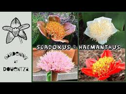 Image result for Scadoxus