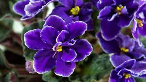 If you want something with a little more flash, try a etsy is one of my favorite places to find interesting plant varieties. The Plant Lady Tips To Grow The Best African Violets The Sacramento Bee