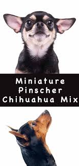 This is also the case of the chipin, a dog whose parent breeds are the miniature pinscher and the chihuahua. Miniature Pinscher Chihuahua Mix Breed A Guide To The Chipin Dog
