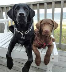 Black And White Chesapeake Bay Retriever Black Lab Chesapeake Bay Retriever Really Cute Dogs Puppies And Kitties Chesapeake Bay Retriever