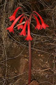 Image result for Cyrtanthus welwitschii