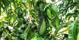 Ada yang bentuknya bulat, bulat telur dan ada juga yang bentuknya lonjong. Lendah Mangga Mahatir Mangga Jumbo Berbuah Di Lendah