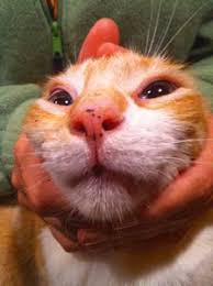 Whether you have a feline or canine pet, the nose of the pet goes a long way in telling its mood but can the same be said about the relationship between their sniffers and health? How Much Do You Know About Your Pet S Nose