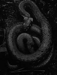 F O Fabforgottennobility Slytherin Aesthetic Black Aesthetic Dark Aesthetic