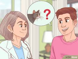 Veterinary shampoo, free shipping & low prices, shop now! How To Diagnose And Treat Stud Tail In Cats 14 Steps