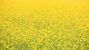 This basant panchami team raamaya technologies wishes you happiness, good fortune, and succes. Vasant Panchami Wikipedia