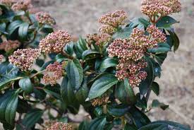Flowering shrubs last for years and can be used to add interest in the. Viburnum Cinnamomifolium Garden Shrubs For Sale Letsgoplanting Co Uk
