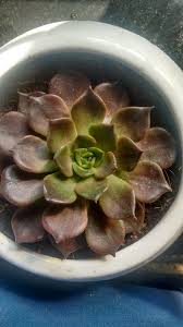 This echeveria type readily produces offsets (chicks) that start out light green and darken with maturity. Echeveria Black Prince Leaves Getting Soft Gardening Landscaping Stack Exchange