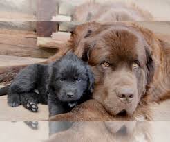 Nebraska, kansas, oklahoma, new mexico, or utah. View Breeder Profile Newfoundland Dog Breeder Near Colorado Del Norte Usa Subs 124522