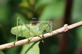 Die futterkosten für die tiere halten sich in grenzen, insbesondere wenn sie die nahrung selber produzieren oder in der. Grune Heuschrecke Im Garten Fototapete Fototapeten Heuschrecke Entomologie Heuschrecke Myloview De