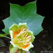 We did not find results for: The American Tulip Tree Liriodendron Tulipifera Trekohio