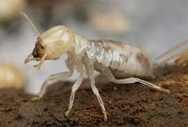 صور النمل الأبيض الأرضة white ant images عالم الصور termite treatment termite control termite inspection