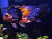 blood red parrot cichlid care size lifespan tank mates