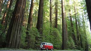 Staged on the avenue of the giants in humboldt redwoods state park, located in rural northern california, the paved course winds through giant old growth redwoods and follows bull creek in one direction and the eel river in. Avenue Of The Giants