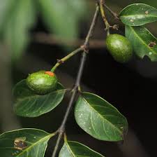 Image result for Canthium oligocarpum