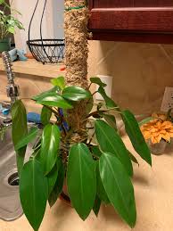 Before watering a philodendron, you should check the top inch of soil to make sure it is dry. My Philodendron Red Emerald Is Popping Out A Lot Of New Growth But I Am Confused On How Often To Water Him Due To His Naturally Droopy Stature Any Help Would Be
