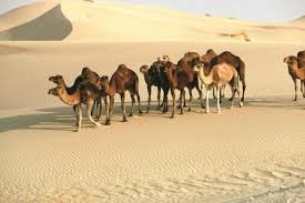 During the hottest months, a camel's temperature may fluctuate between 93 and 105 degrees fahrenheit. Signs In The Universe Al Jamal The Camel He Is Allah The One And Only Ù‚ Ù„ Ù‡ Ùˆ Ø§Ù„Ù„ Ù‡ Ø£ Ø­ Ø¯
