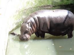 Ketika hippos berpotensi menjadi lucu sedikit, ia telah digunakan kasar untuk memanggil seseorang lemak. 28 Ekor Badak Air Mati Secara Tiba Tiba Di Taman Nasional Ethiopia