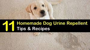 Absorbine ultra shield insecticide & repellent ex carpet & surface spray for dog. Keeping Dogs Away 11 Homemade Dog Urine Repellent Tips And Recipes