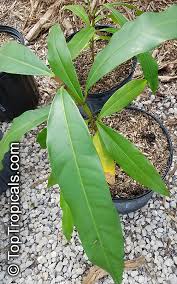 Image result for Garcinia pachyclada