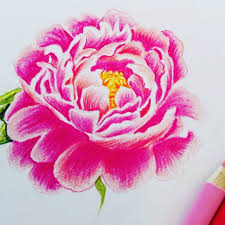 Schone Pfingsten Und Tolle Feiertage Meine Lieben Pfingstrosen Peony Denizeichnet G Blumen Malen Blumen Zeichnen Pfingstrosen