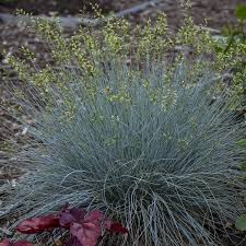 Image result for Festuca