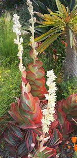 Photo Paddle Plant With Flower Kalanchoe Thyrsiflora Paddle Plant Unusual Plants Plants