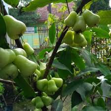 Jambu air madu dikenal dengan rasanya yang sangat manis dan menyerupai madu. Jual Bibit Tanaman Jambu Air Madu Deli Hijau Mdh Kota Kediri Kampung Bibit Id Tokopedia