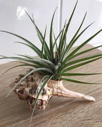 Tillandsien Bromelien Natur Pflanzen Plants Deko Green Ev Bitkileri Bitki Resim