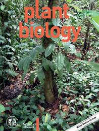 Image result for Cylicomorpha parviflora