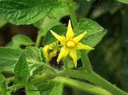 Tomato Flower Solanum Lycopersicum Flowers Plants Tomato
