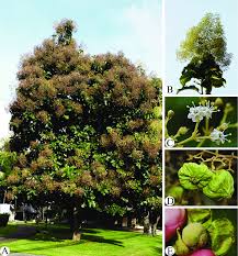 Image result for Tectona