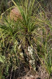 Image result for Xerophyta