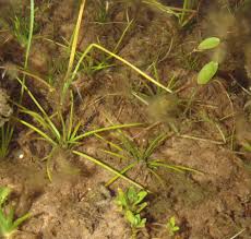 Image result for Isoetes welwitschii