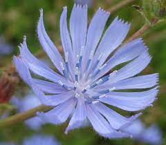 Chicory In Latvia Plant Pictures Bach Flowers Plants