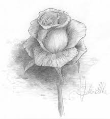 Dipinto Firmato Disegno A Matita Rosa Petali Stelo Fiore Sfumature Chiaro Scuro Dipinti Artistici Disegni Disegni A Matita