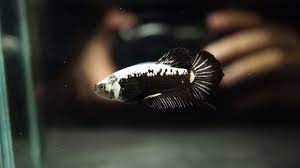 Napisz pierwszą opinię o „hmpk black samurai anuluj pisanie odpowiedzi. Live Betta Fish Male Black Samurai Halfmoon Plakat Hmpk 946 Youtube