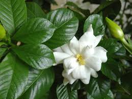 5 Ways To Kill A Gardenia How To Care For Gardenia Hgtv Gardens Gardenia Plant Gardenia Trees Planting Flowers