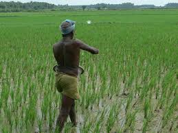 Cultural method is the prevention or reduction of injurious insect pest by utilizing or changing various farm practices in an intelligent manner. Index Of Expert System Paddy Images Images Cropprotection Pest Photos 5 Wbph Management Cultural Method